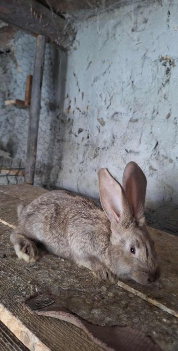 Iepuri hycole francez, cap de leu, urias german, urias de Transilvania