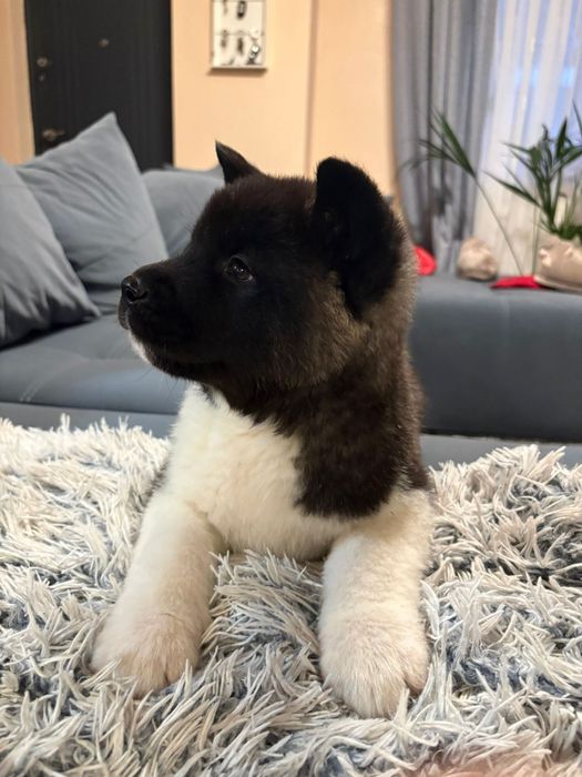 Akita American cu pedigree tip A