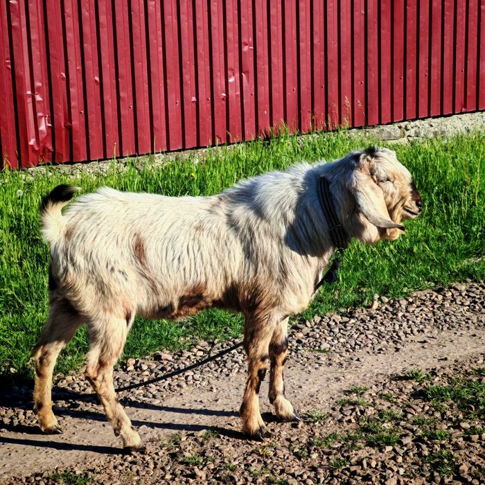 Se vinde  țap anglonubian