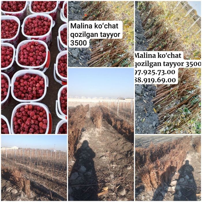 Kuchat kuchat malina kuchat