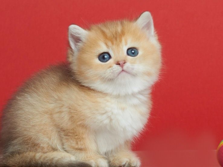 Продаются шиншиллы котята