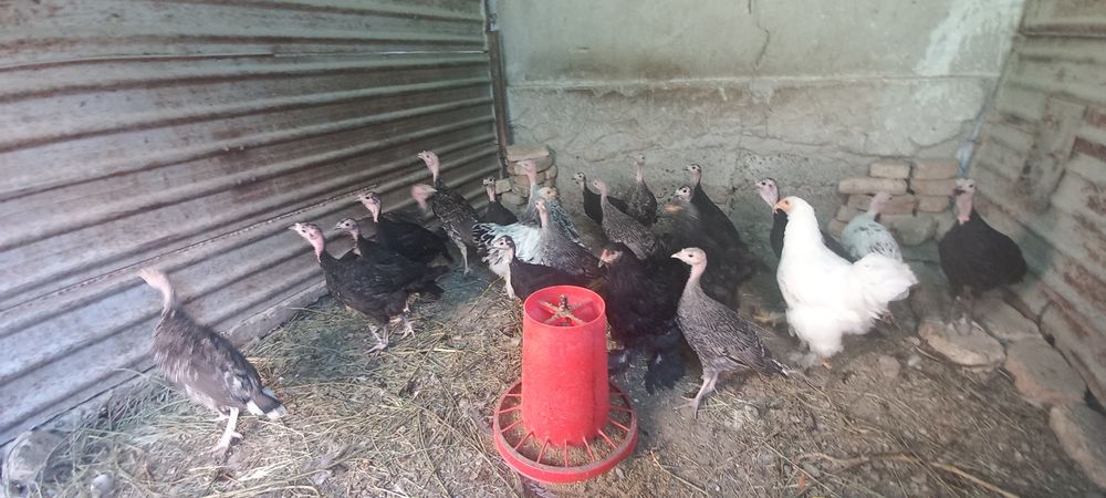 2-3 oylik kurka jo'jalar sotiladi