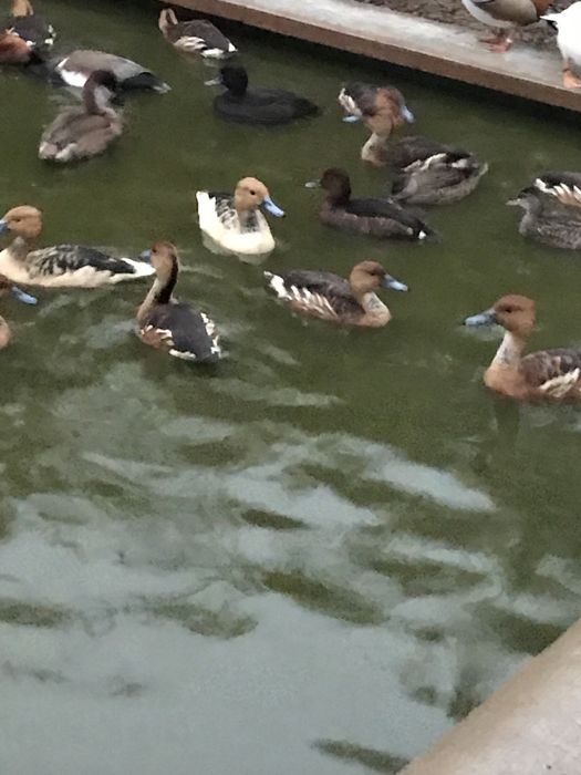 Rate exotice de vanzare