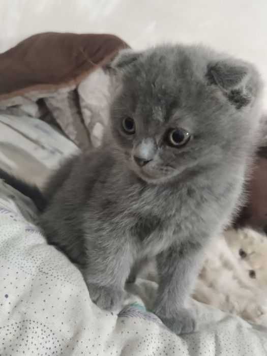 sotoladi narxini kelishamiz