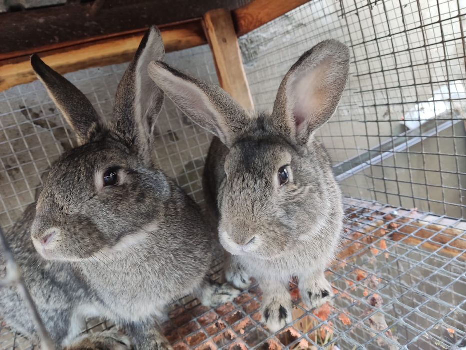Продаю кроликов две , одна стоит 3к тенге