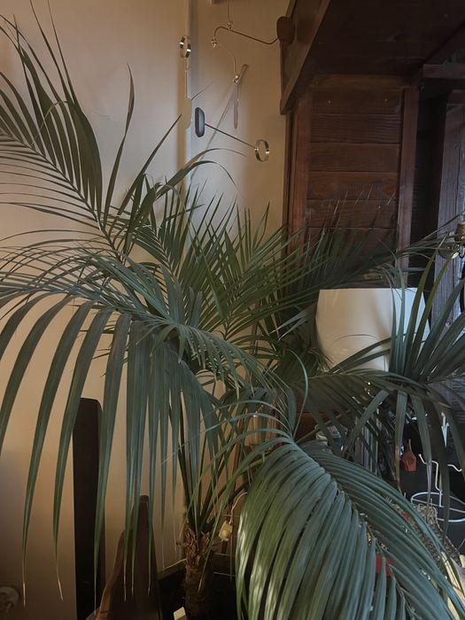 Палма. Финикова. В чудесно здраве. Над 20 годишна