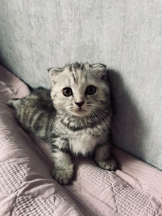 Шотландская вислоухая кошка