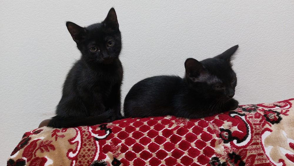 Котята 3мес мальчики