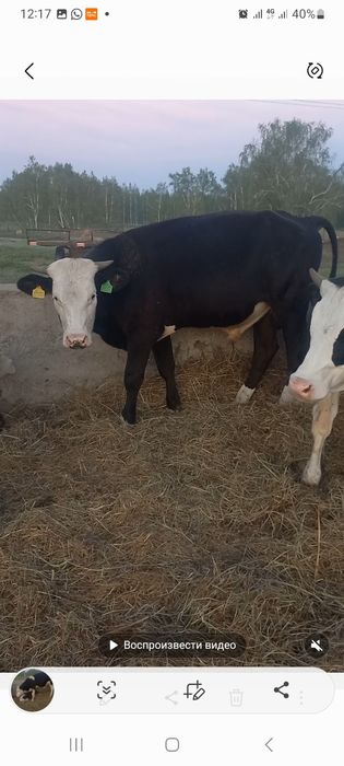 Продам бычков 25 галов