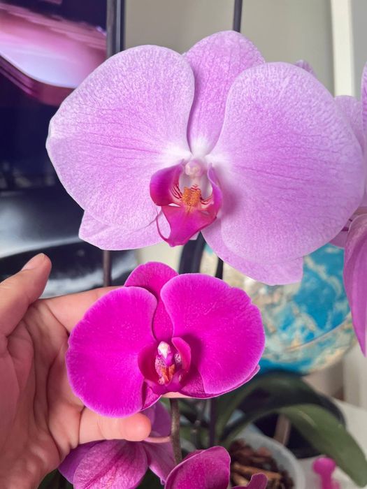 Орхидеи королевские. Гиганты