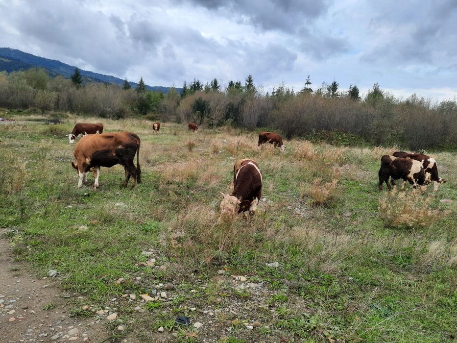 Vaci de vanzare.gestante