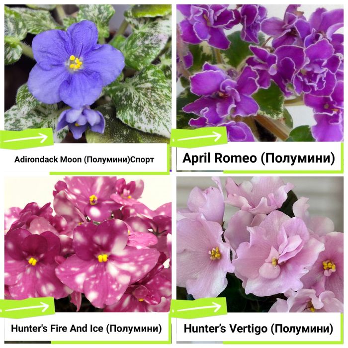 Фиалки сортовые продам