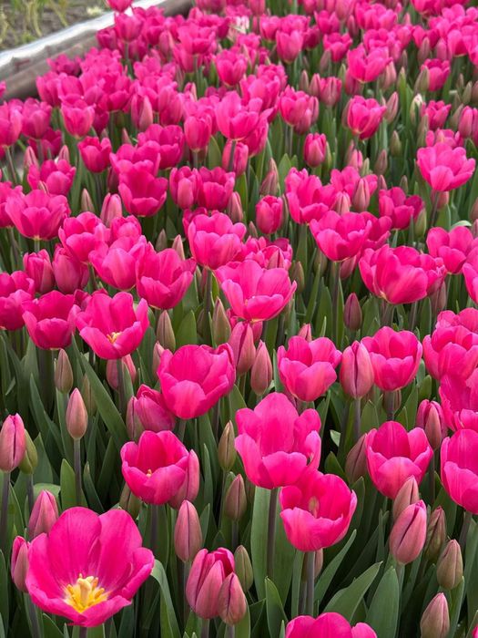 Тюльпаны оптом 300 тенге за шт