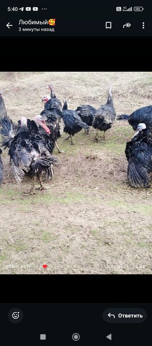 Продаются яйца индюшиное гибрид