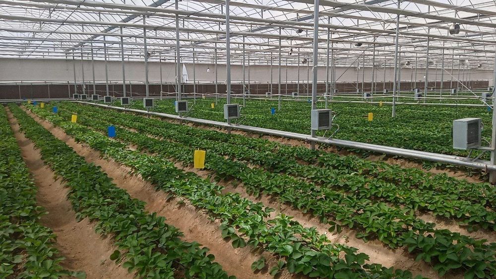 Продаётся теплица