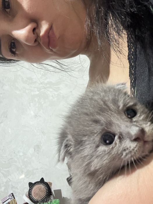 Котята британской породы