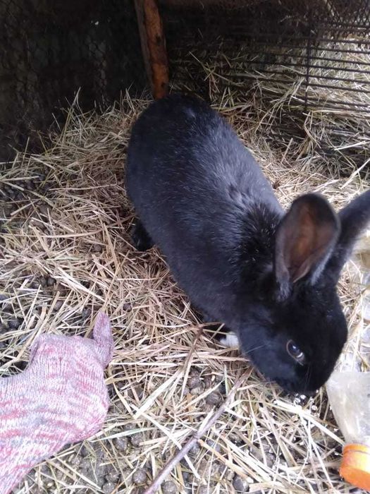 Кролики/не дорогой