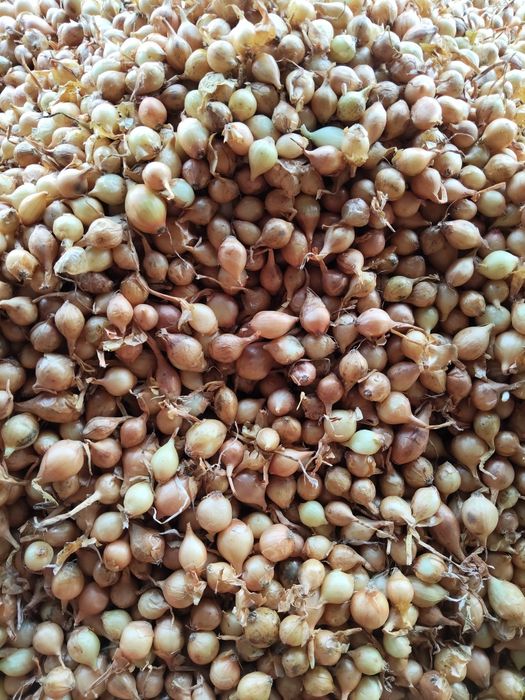 Arpagică roșie și galbenă