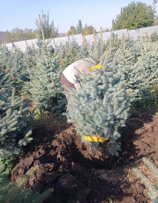 Gazon Archa Gullar Landshaft Dizayn