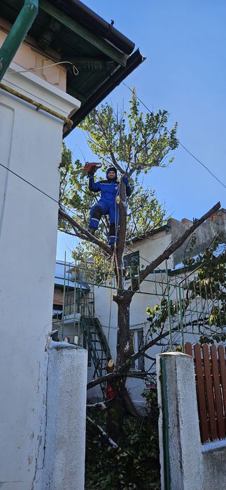 Intervenții non-stop toaletari copaci cu alpinisti
