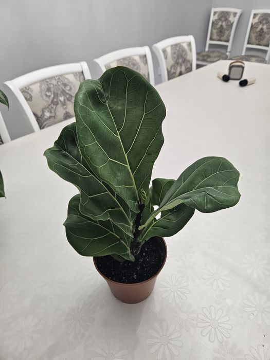 Продам Фикус Лирата