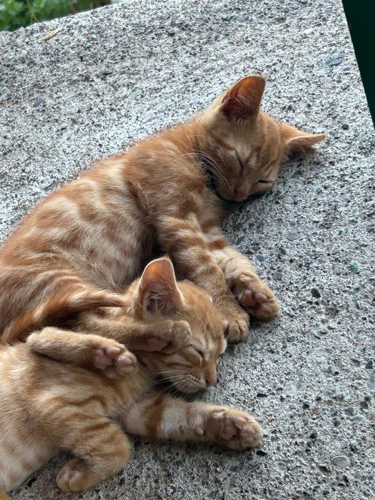 Осинови котета,