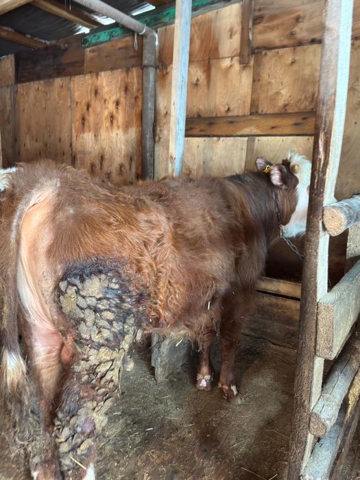 продам 3 бычка с откорма