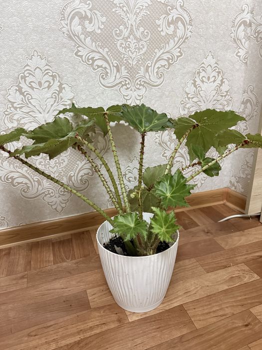 Продаю комнатные цветы