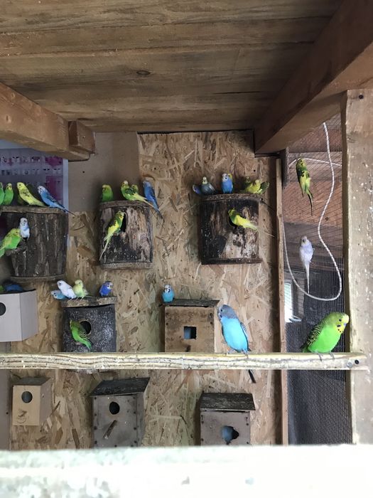Vand papagali perusi , canari,zebre .etv