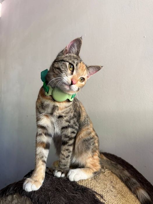 Кошечка в ответственный дом