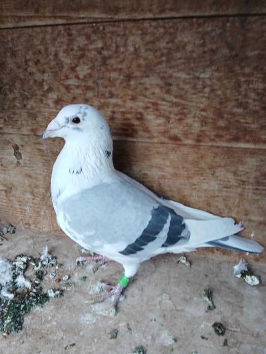 Porumbei de vânzare