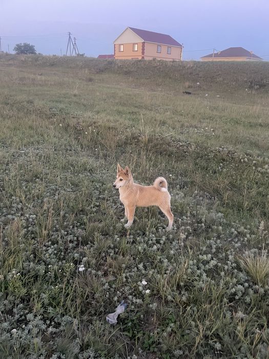 Продам лайчат от рабочих родителей