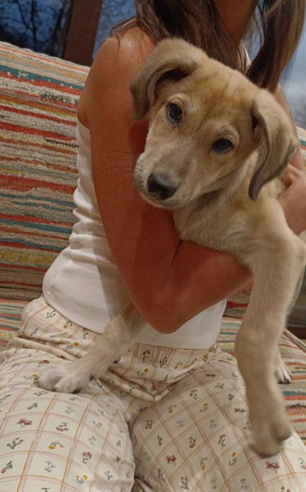 Отдадим щенка в хорошие руки.