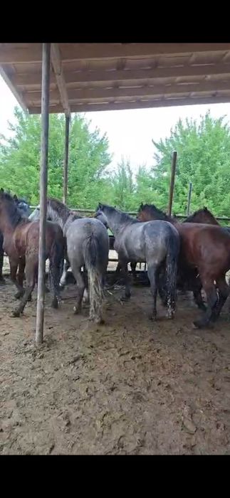 Соғым жілік 2750тг кун сайын