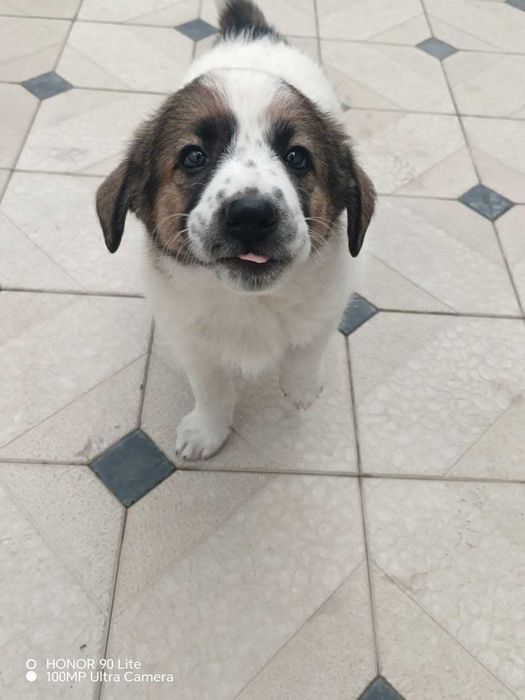 Продается собака