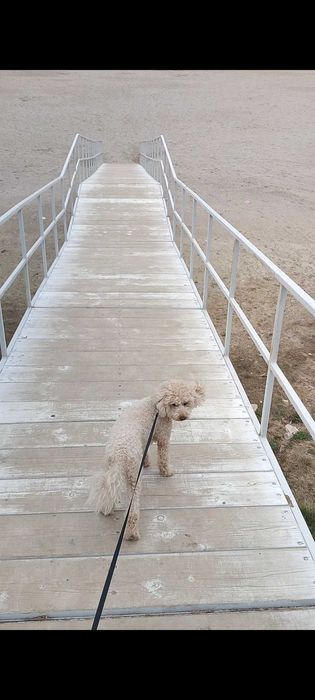 Pet sitter Constanta la domiciliul meu sau domiciliul dumneavoastră.