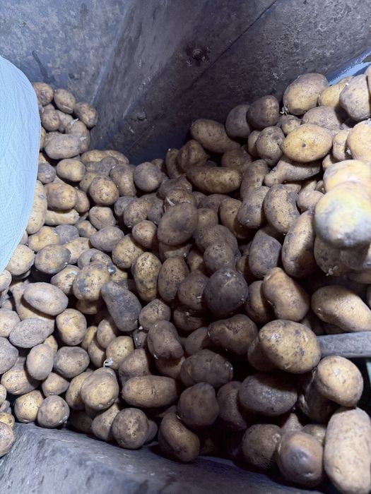 Cartofi samanta sau pentru animale