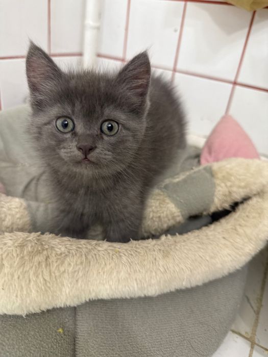 Котята  полукровки