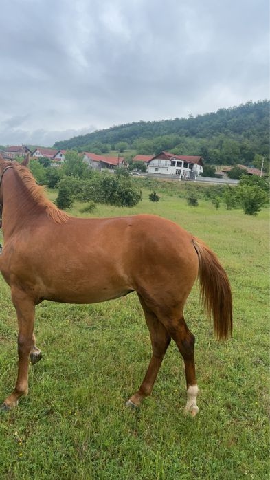 Cârlana de 1 an si 2 luni