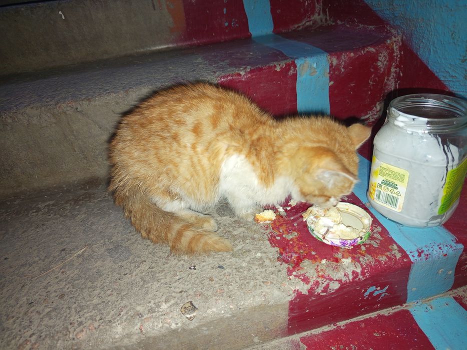 Котёнок в добрые руки