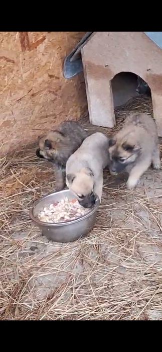 В добрые руки  щеночки