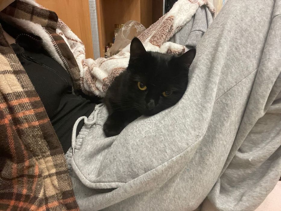 Кошка девочка Тиша