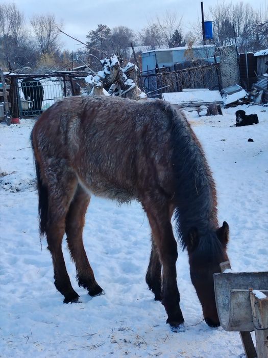 Жабағы сатылады. Еркек