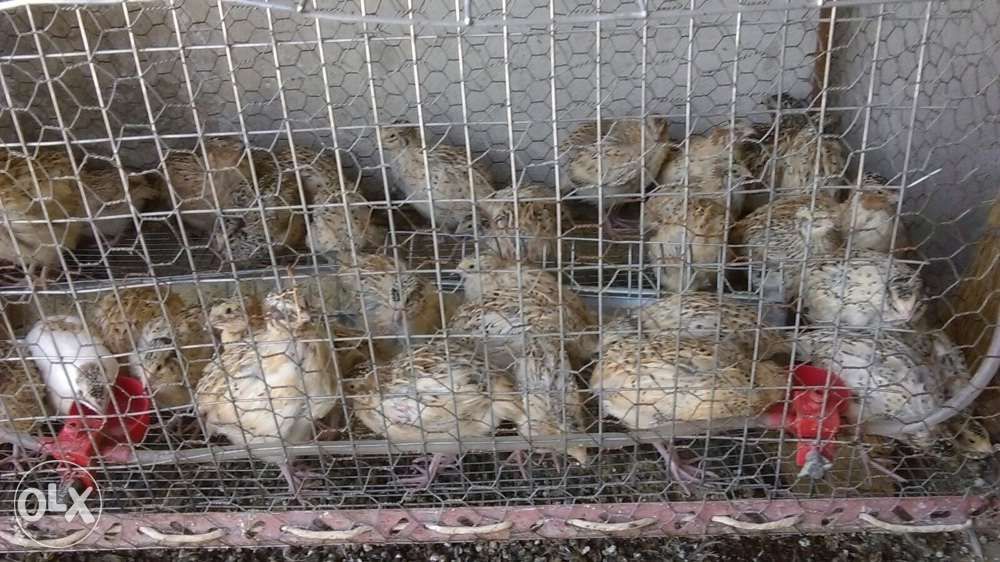 Prepelite-jumbo gold