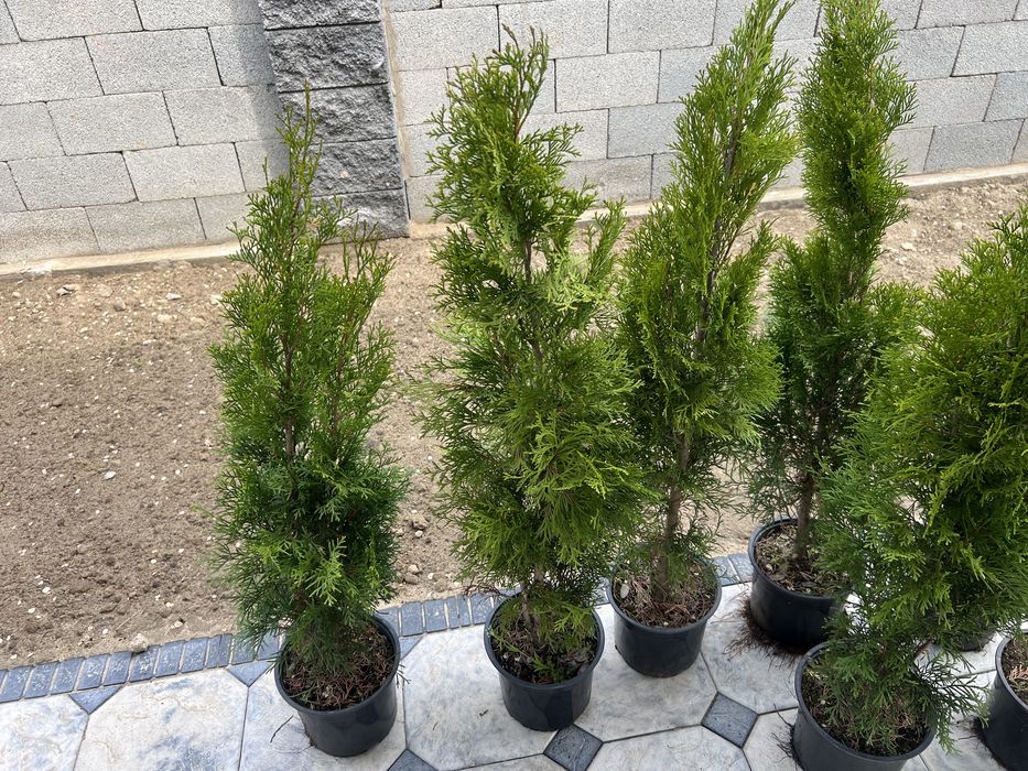 туи самарканд в горшках