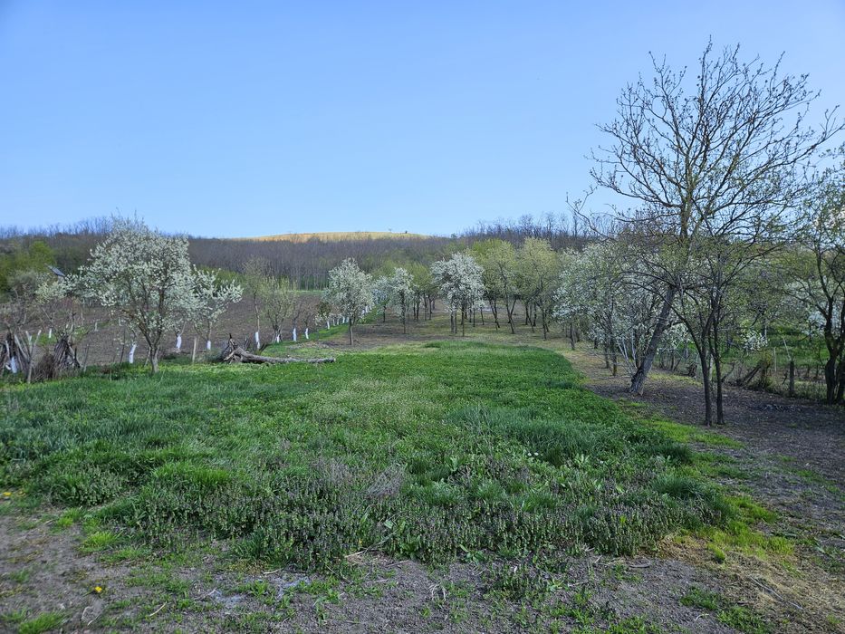 Casa cu teren de vanzare