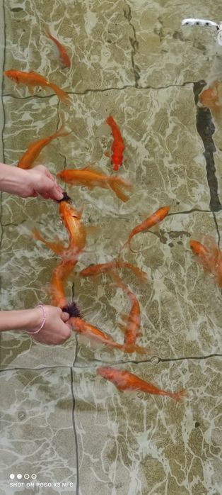 Золотоая рыба, олтин балик,