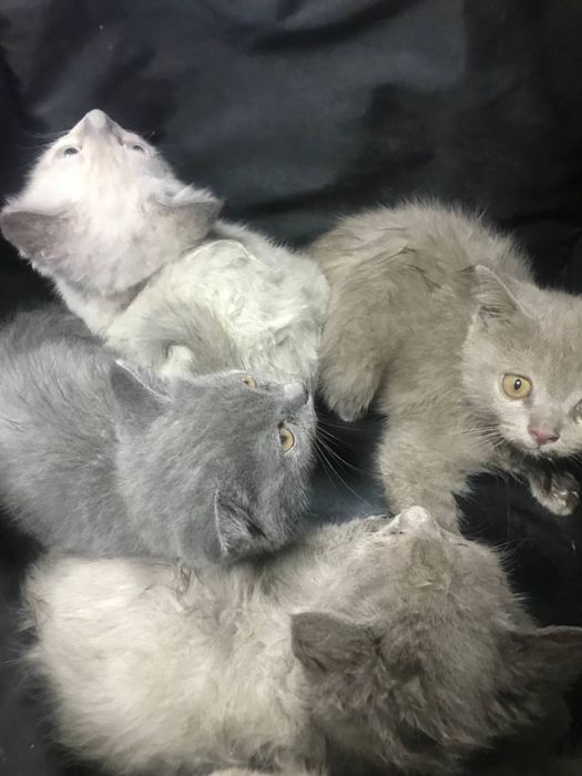 отдам котят даром скоттиш страйт