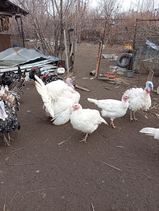 Продам индюка на племя