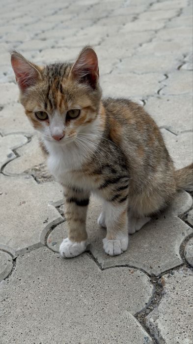 Котята крыселовы в добрые руки